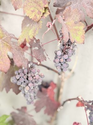 Sparkman Cellars by null