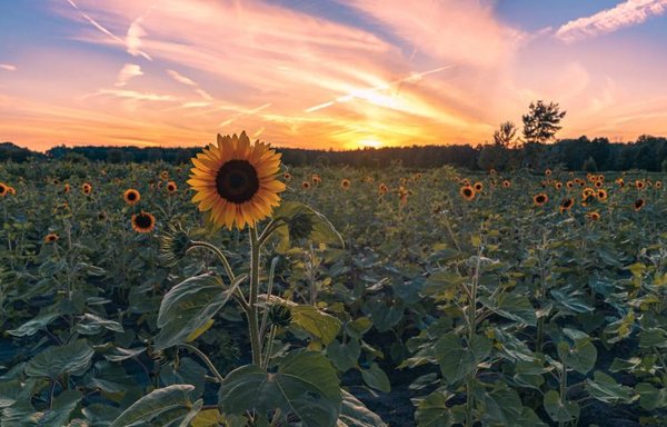 Bremer Produce U-Pick Flower Farm by null