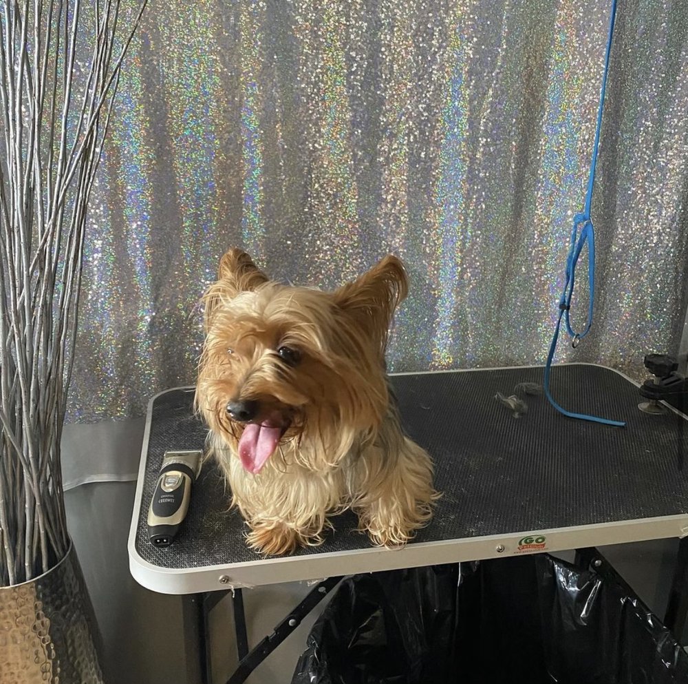 XI’S GROOMING Updated August 2024 13 Photos 253 Schenectady Ave