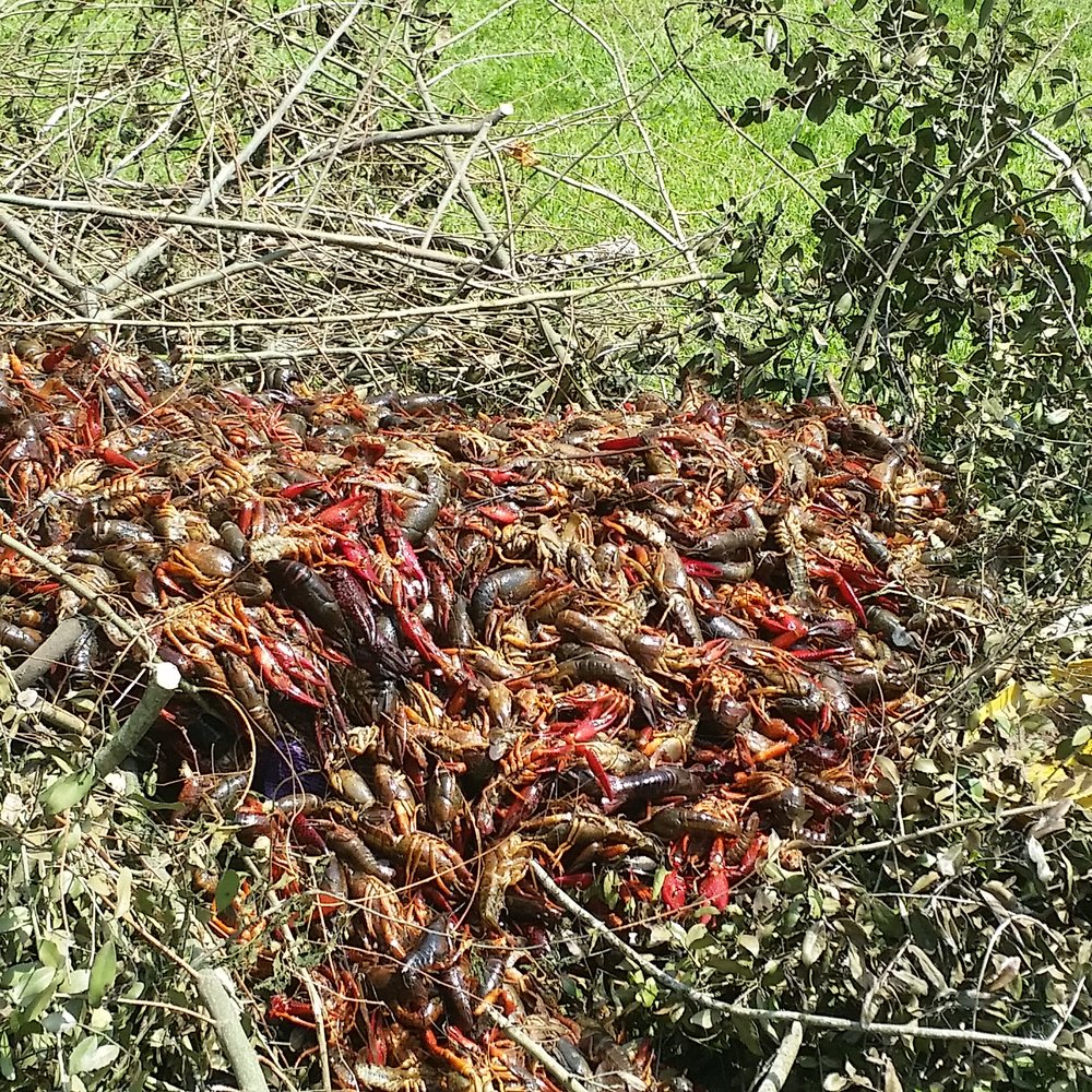 H-E-B - 106lbs dead crawfish from heb tomball - Grocery Near Me - Tomball, Texas H-E-B - 106lbs dead crawfish from heb tomball - Grocery Near Me - Tomball, Texas