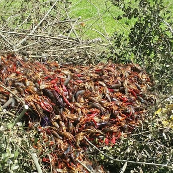 H-E-B - 106lbs dead crawfish from heb tomball - Grocery Near Me - Tomball, Texas