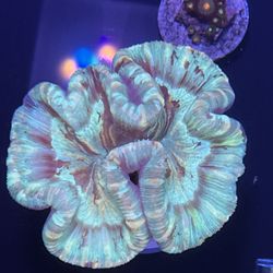 Romans Reef Reptiles and Family Pets