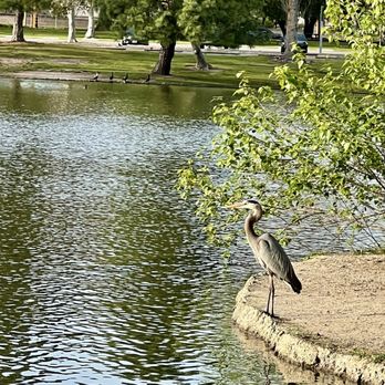 Yorba Regional Park - Heron - Parks Near Me - Anaheim, California Yorba Regional Park - Heron - Parks Near Me - Anaheim, California