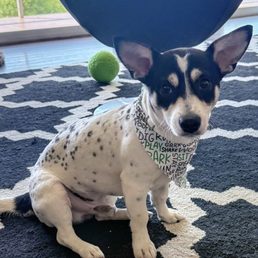 Desi D striking a pose of his freshly groomed & styled self. Darlene is truly an angel & animal whisperer Desi D striking a pose of his freshly groomed & styled self. Darlene is truly an angel & animal whisperer
