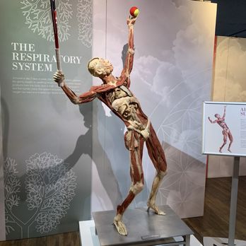 Real Bodies - Museums Near Me - Las Vegas, Nevada Real Bodies - Museums Near Me - Las Vegas, Nevada