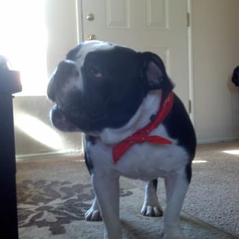uShampooch - Guinness, enjoying his beef marrow bone while wearing his bandana (also purchased at uShampooch)! - Pet Groomers Near Me - Redondo Beach, California