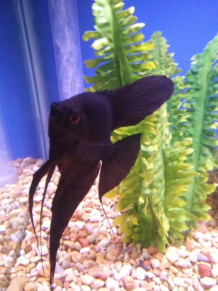 THE HOUSE OF TROPICALS Updated September 2024 521 Co Rd 831