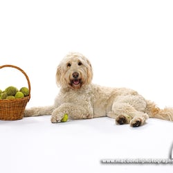 The Pet Pharmacist