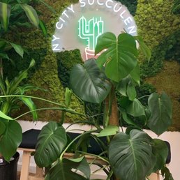 My monstera after NY City Succulents finished repotting her! My monstera after NY City Succulents finished repotting her!
