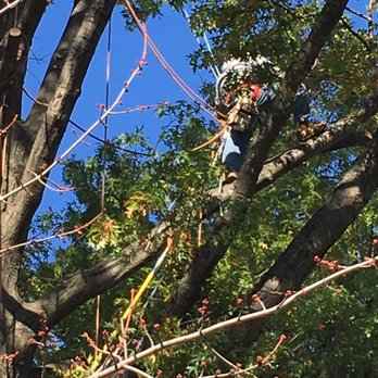 SK Tree Services - Tree Services Near Me SK Tree Services - Tree Services Near Me