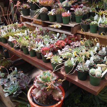 Succulence - Team Building Activities Near Me
