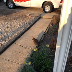 Jonas Snow Removal and Landscaping