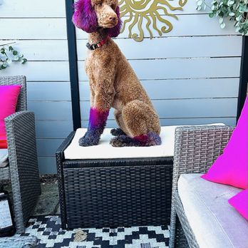 Bowie Barker Westmont - Picture says it all - Pet Groomers Near Me - Westmont, Illinois Bowie Barker Westmont - Picture says it all - Pet Groomers Near Me - Westmont, Illinois