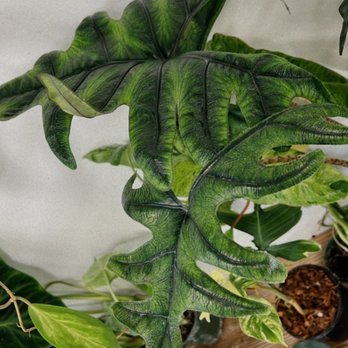 We Love Plants - Nurseries & Gardening Near Me - Orlando, Florida We Love Plants - Nurseries & Gardening Near Me - Orlando, Florida