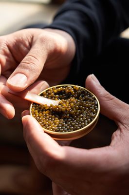 Pearl Street Caviar by null