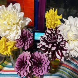 Lanoha Nurseries - Dahlias