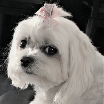 Encinitas Animal Hospital - LITTLE DAISY - Veterinarians Near Me - Encinitas, California Encinitas Animal Hospital - LITTLE DAISY - Veterinarians Near Me - Encinitas, California