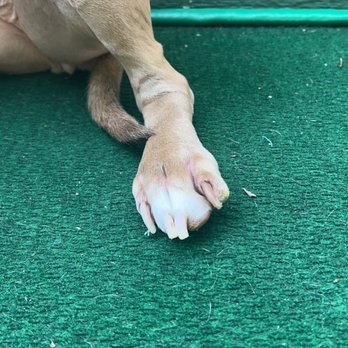 PetSmart - Examples of dog's nails right after I got her home. - Pet Groomers Near Me - Michigan City, Indiana