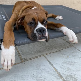 Rooted Dog Training - Loves to chill while we work in our back yard - Pet Training Near Me