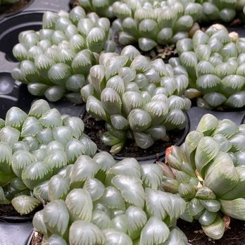 Shelldance Orchid Gardens - Nurseries & Gardening Near Me - Pacifica, California