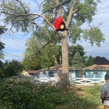 We Cut Tree's - Tree Services Near Me - Cottage Grove, Minnesota