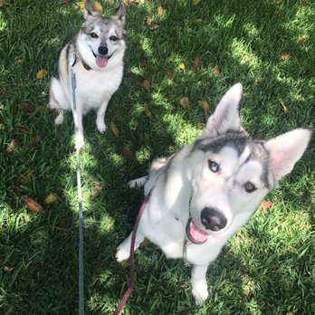Fur Babies Dog Walking - Cooper and Piper during their walk with Alexa! - Dog Walkers Near Me