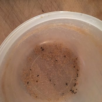 North Shore Campground - This WAS where the dog food was- now it's just mouse turds! - Campgrounds Near Me - Chester, California North Shore Campground - This WAS where the dog food was- now it's just mouse turds! - Campgrounds Near Me - Chester, California