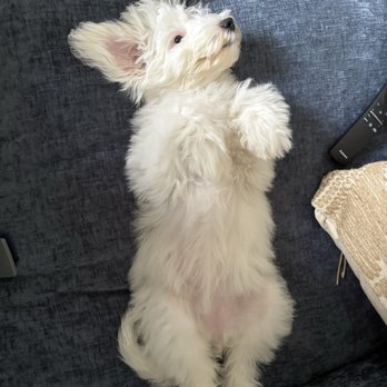 Domino Schnoodles - Pet Breeders Near Me Domino Schnoodles - Pet Breeders Near Me