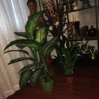 Rainbow - Tropical Snow $28, Peace Lily $12 - Nurseries & Gardening Near Me - Rosemead, California