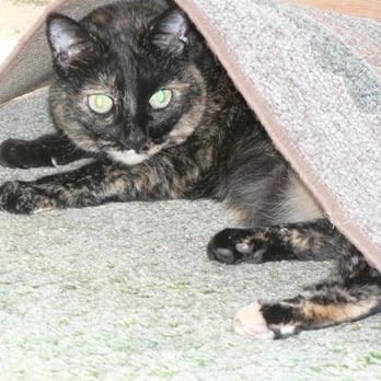 Feline Veterinary Center - FMC client snug as a bug in a rug! Fall 2015 - Veterinarians Near Me - Pleasanton, California