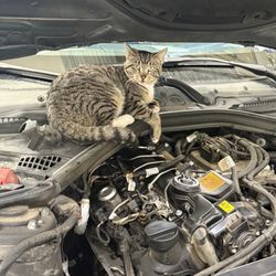 SpeeDee Oil Change & Auto Service - Havioline at work