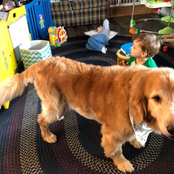 Rovers Makeovers - You can see the mess here when his tail was cut - Pet Groomers Near Me - Woodland Park, New Jersey Rovers Makeovers - You can see the mess here when his tail was cut - Pet Groomers Near Me - Woodland Park, New Jersey