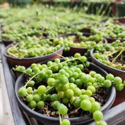 Roscoe Nursery Wholesale Growers