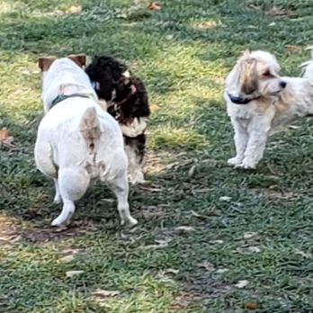 Hap Magee Ranch Park - Parks Near Me - Danville, California