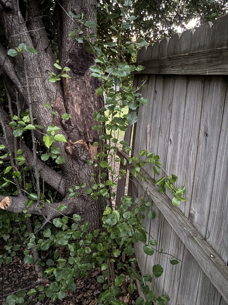 Tyler's Tree Care Service - tree service in Fayetteville, AR