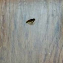 Quality Inn Sturtevant - Racine - Roaches!