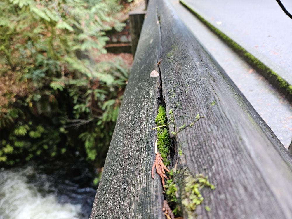 Goldstream Provincial Park Logo
