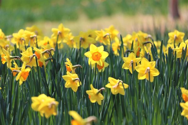 Showa Kinen Park by null