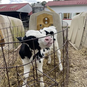 Perrydell Farm and Dairy - a calf in a pen - Ice Cream & Frozen Yogurt Near Me - York, Pennsylvania