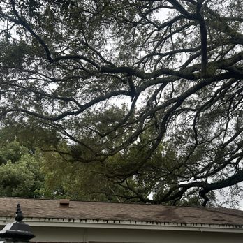 AP's Property Mgmt - Tree Services Near Me - Lithia, Florida