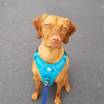 BRAVE Pet Services - Pet Training Near Me