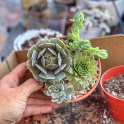 Rosales Nursery - $3 for the larger succulents and 4 for $5 for the smaller ones.