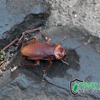 Power Pros Pest Control - Pest Control Near Me - Canyon Lake, California Power Pros Pest Control - Pest Control Near Me - Canyon Lake, California