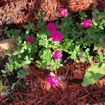 Flamingo Road Nursery - Nurseries & Gardening Near Me - Davie, Florida Flamingo Road Nursery - Nurseries & Gardening Near Me - Davie, Florida