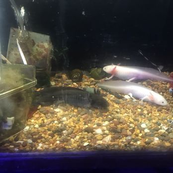 Tropical Lagoon Aquarium - Acuarios - Local Fish Stores Near Me - Silver Spring, Maryland