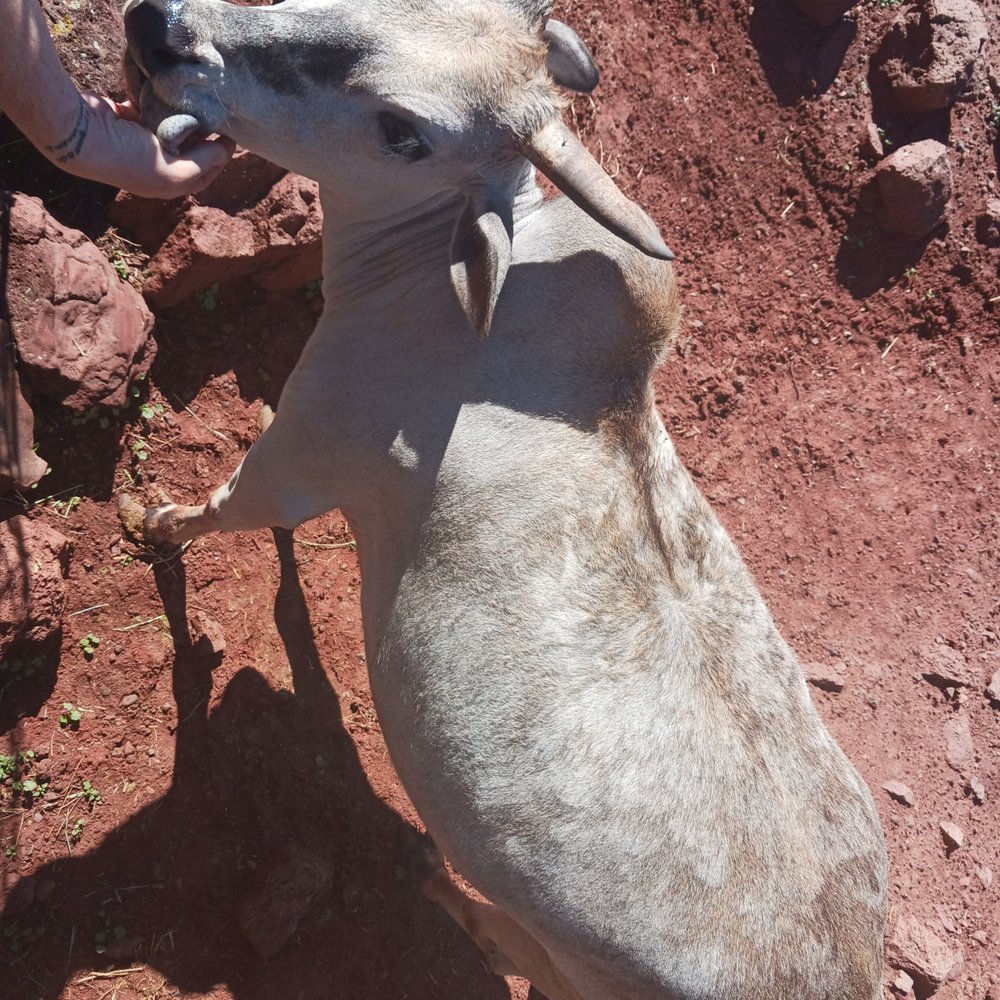 Grand Canyon Deer Farm - Zoos Near Me - Williams, Arizona Grand Canyon Deer Farm - Zoos Near Me - Williams, Arizona
