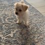 Toy Poodle & Maltipoo Maui