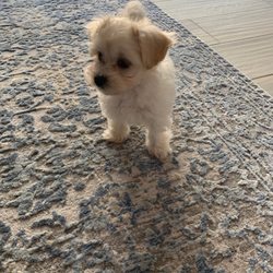 Toy Poodle & Maltipoo Maui