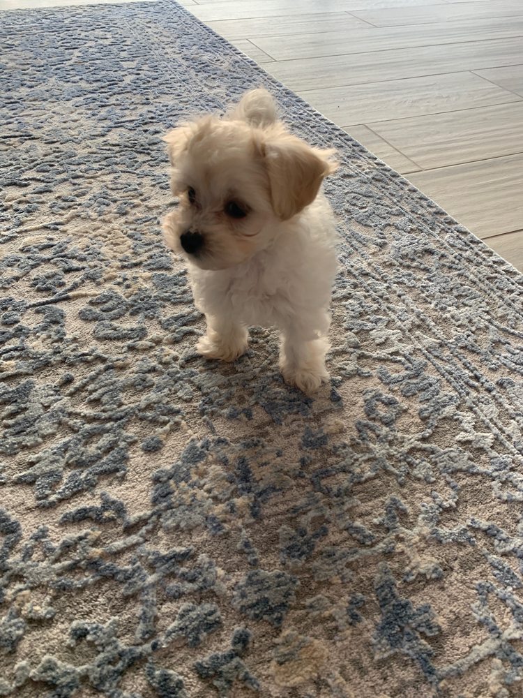 Toy Poodle & Maltipoo Maui
