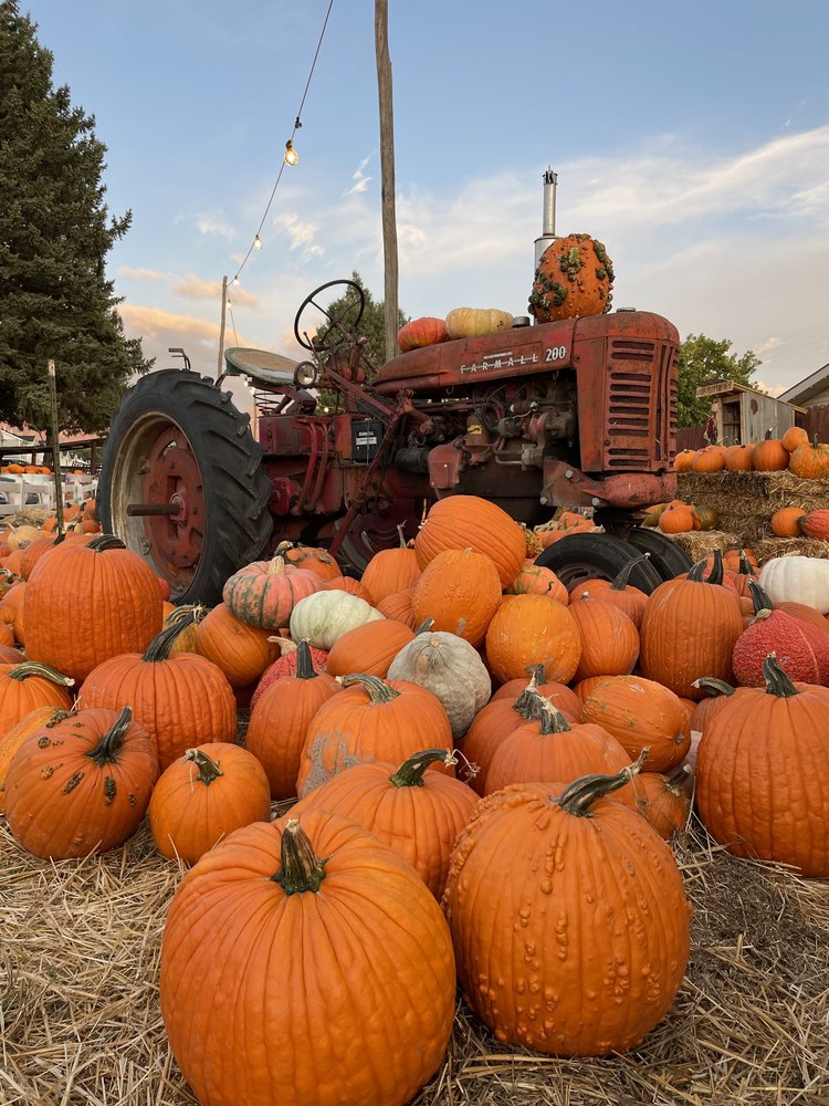 THE PUMPKIN PATCH Updated May 2024 10 Photos 1541 Sandhill Rd